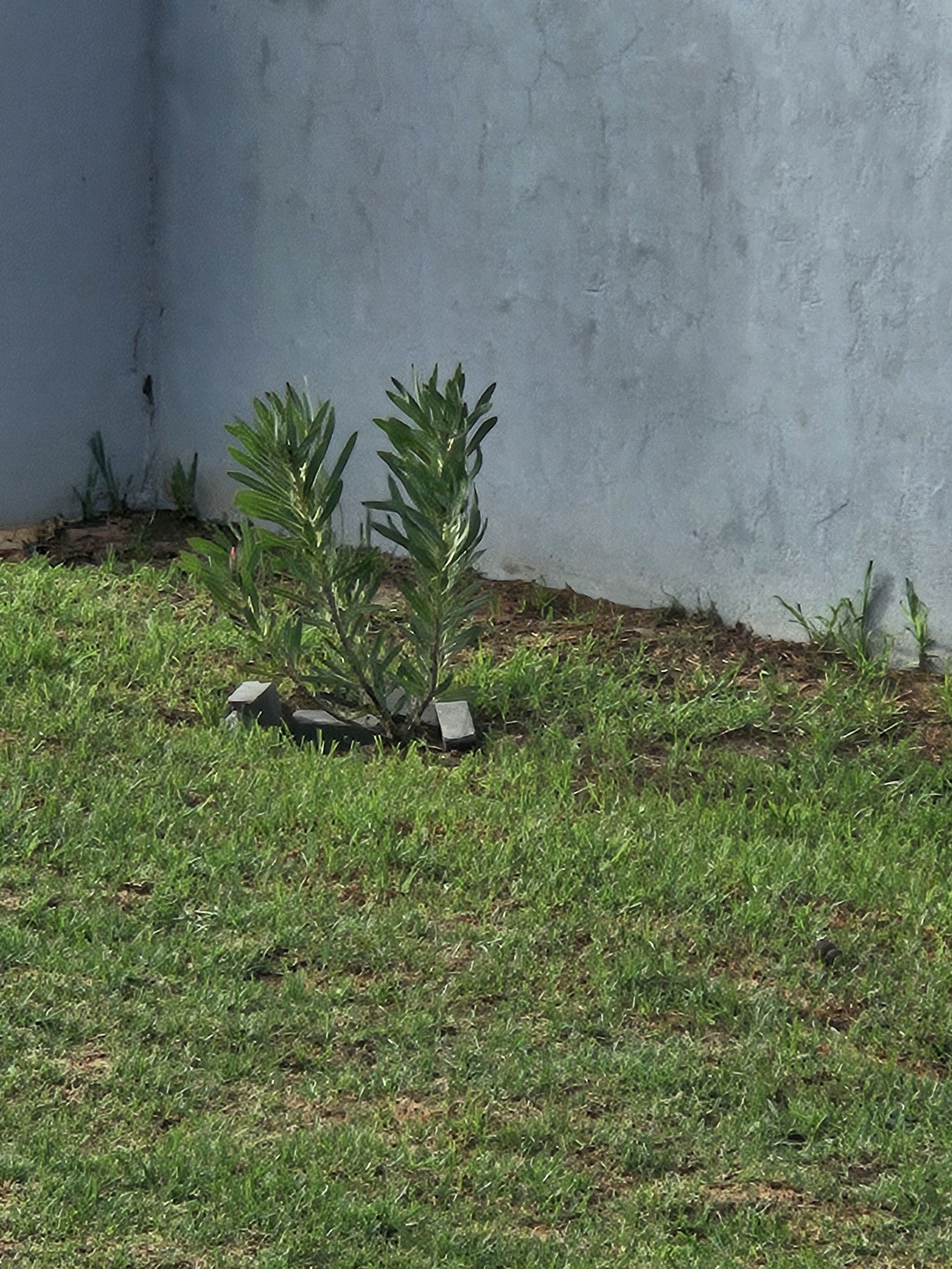 Photo of the plant species Queen Protea by @CleanRoccaverde named Plato on Greg, the plant care app