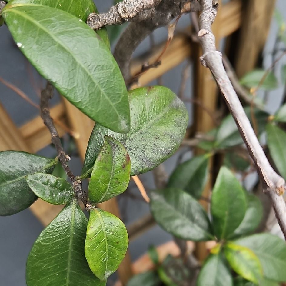 Where Can Winter Jasmine Grow? Zones 6a10b