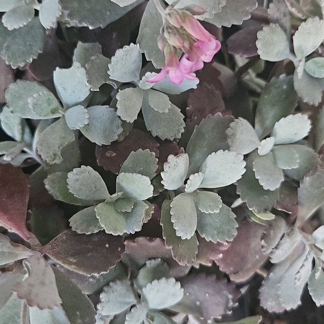 Photo of the plant species Flower Dust Plant by @CleanRoccaverde named Austen on Greg, the plant care app