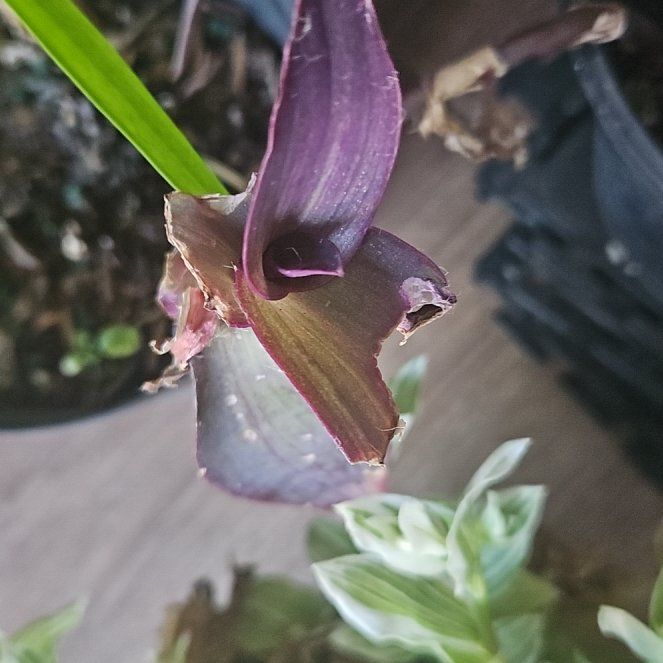 Photo of the plant species Purple Prince Alternanthera by @CleanRoccaverde named Sir Plancelot on Greg, the plant care app