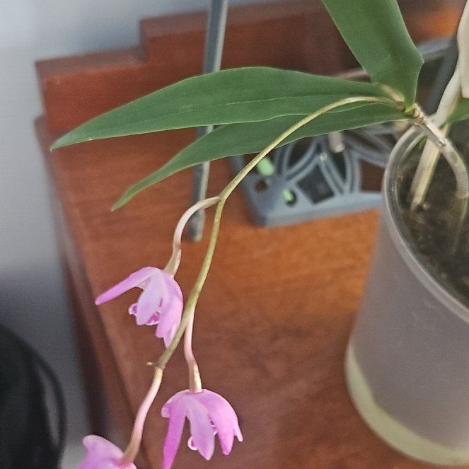 Photo of the plant species Pink Rock Orchid by @CleanRoccaverde named Sigmund on Greg, the plant care app
