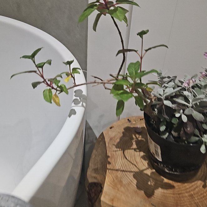 Photo of the plant species Fuchsia by @CleanRoccaverde named Taylor Swift on Greg, the plant care app