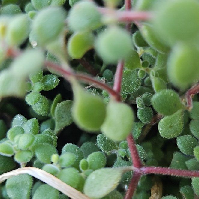 Photo of the plant species Crassula expansa by @CleanRoccaverde named Demi on Greg, the plant care app