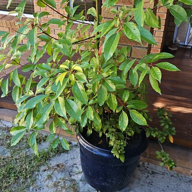 Photo of the plant species Camphor by @CleanRoccaverde named Sol on Greg, the plant care app