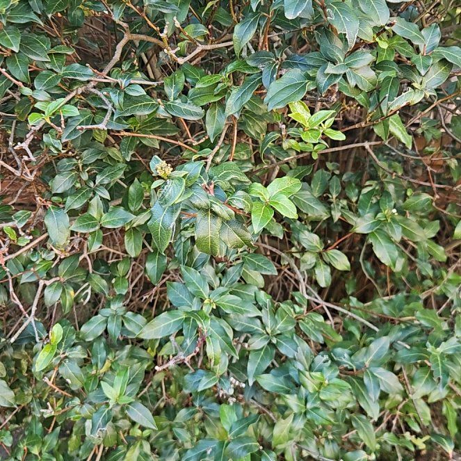 Photo of the plant species Laurustinus by @CleanRoccaverde named Kardashian on Greg, the plant care app