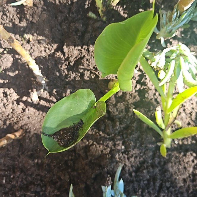 Photo of the plant species Wild Calla by @CleanRoccaverde named Elle on Greg, the plant care app