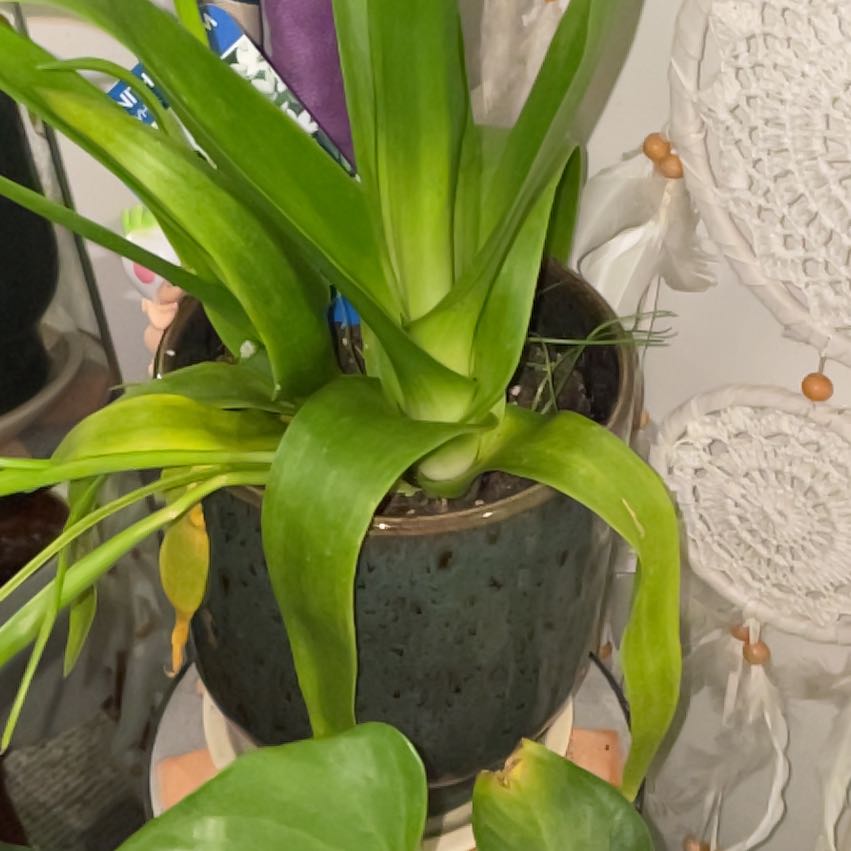Photo of the plant species Star of Bethlehem by @MightyBlueiris named Marley on Greg, the plant care app