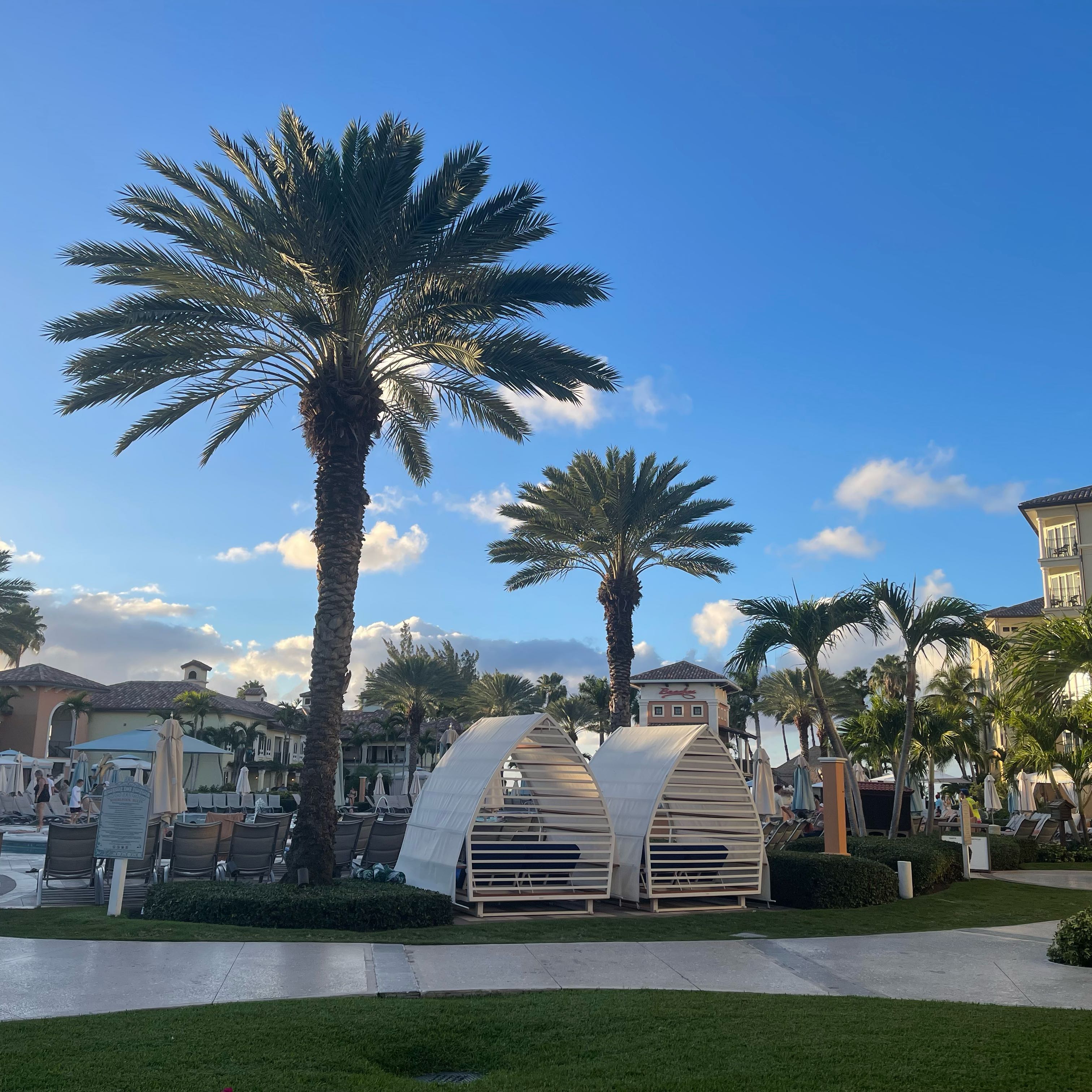 Date Palm Is Not Toxic To Humans