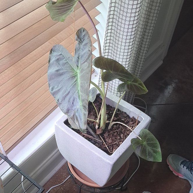 Photo of the plant species Pharaoh's Mask Elephant Ear by @SpicyWaxflower named Keanu Leaves on Greg, the plant care app
