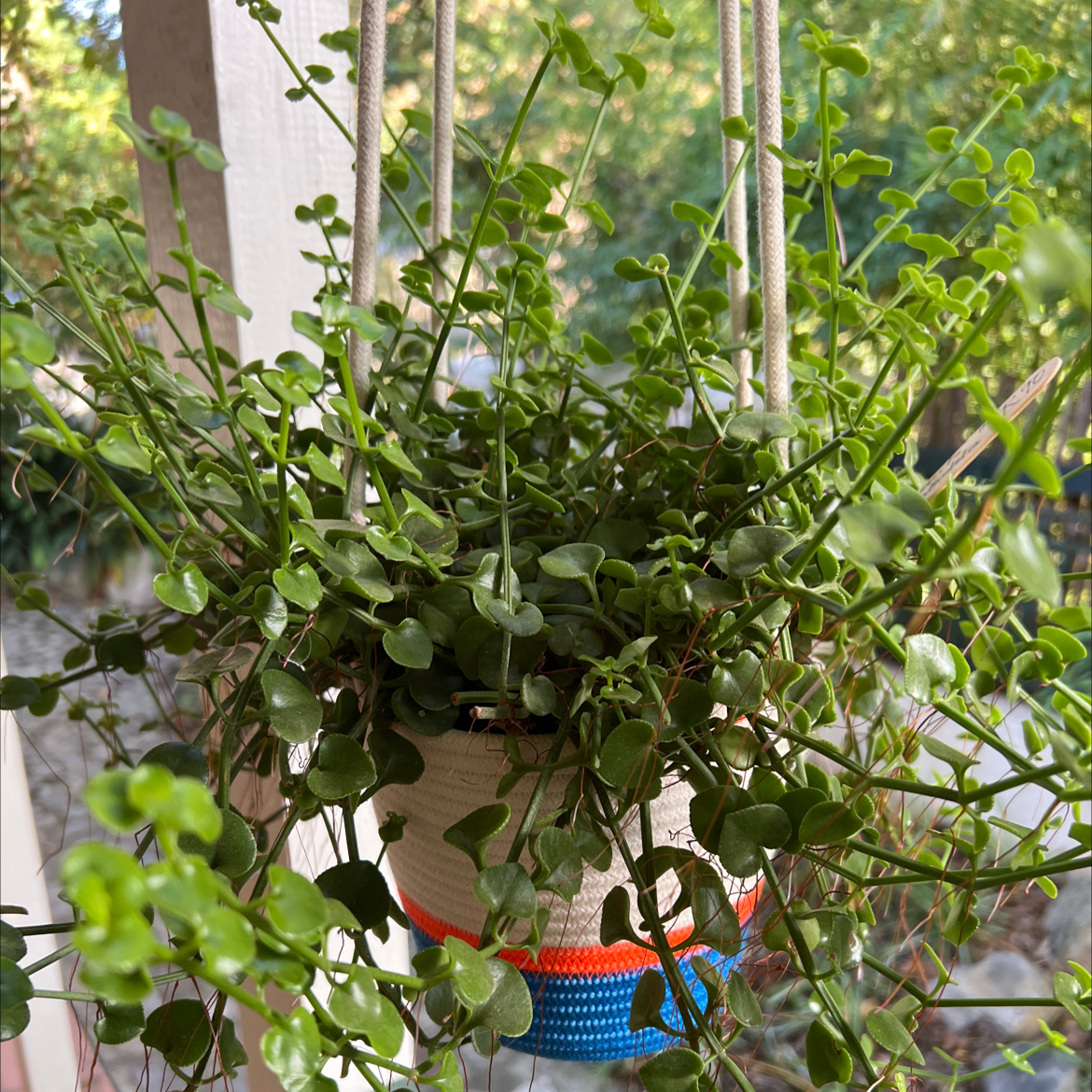 Photo of the plant species Uguwe by @ToughGoldthread named Shakira on Greg, the plant care app