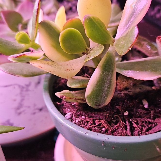 Photo of the plant species 'Lemon & Lime' Jade Plant by @SharpWormplant named Naomi on Greg, the plant care app