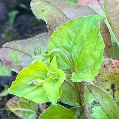 Photo of the plant species Smooth Yellow Violet by @ChampEarthball named Keanu Leaves on Greg, the plant care app