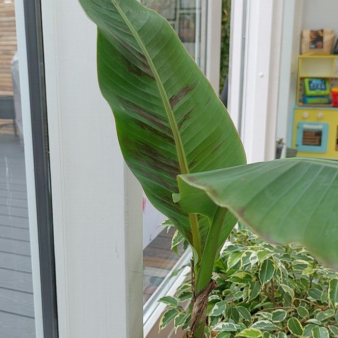 Photo of the plant species Musa Red Tiger Banana Tree by @YeveSubclover named Michelle Branch on Greg, the plant care app