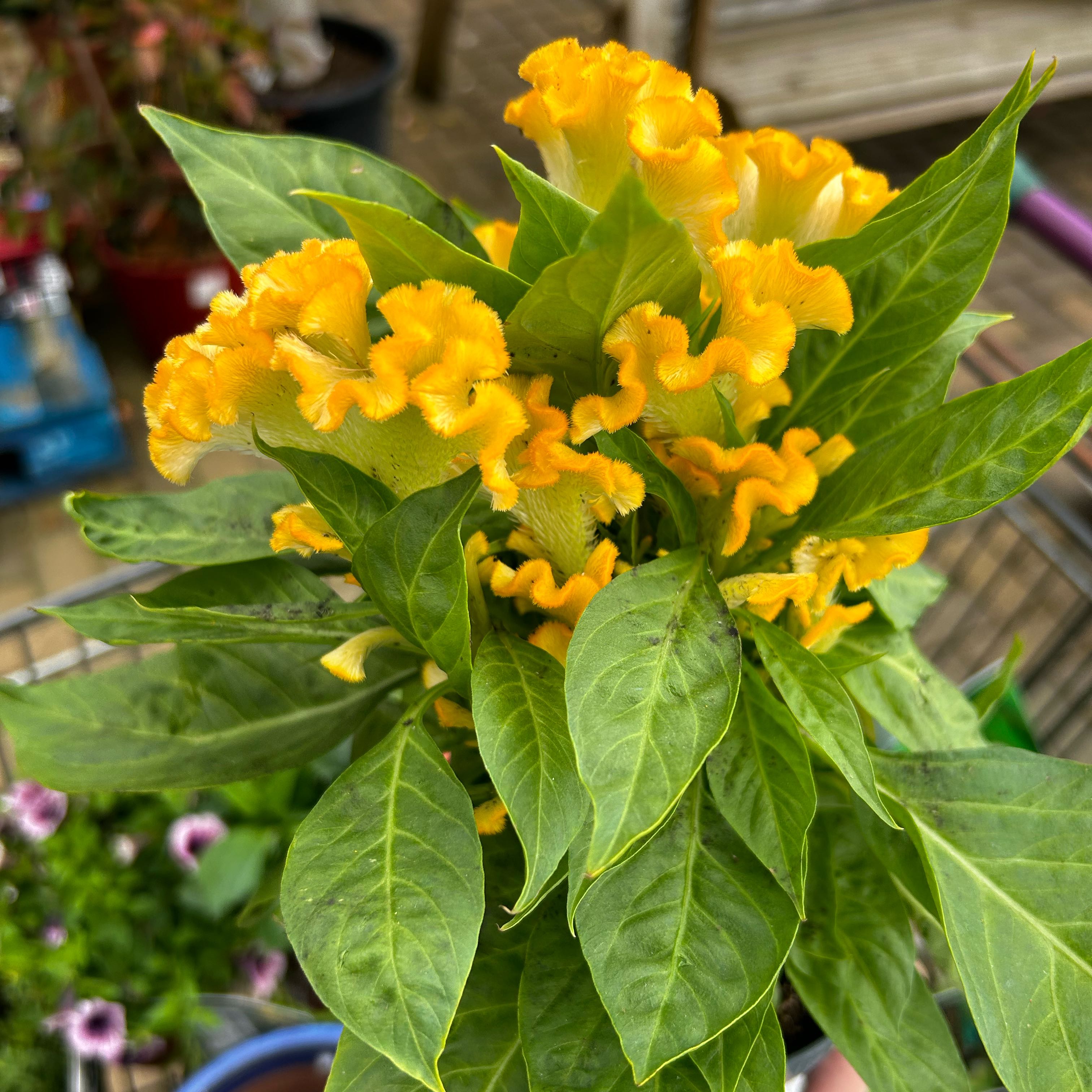 Photo of the plant species Celosia Twisted yellow by @HipWoodmelick named Eva on Greg, the plant care app