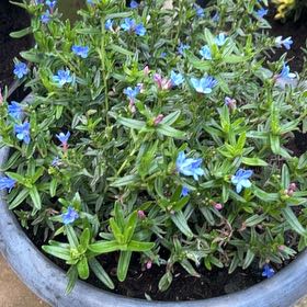 Photo of the plant species Glandora diffusa by @HipWoodmelick named Anne on Greg, the plant care app