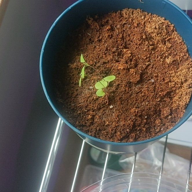 Photo of the plant species Silver-leaved mountain gum by @YeahRedcardinal named Orwell on Greg, the plant care app