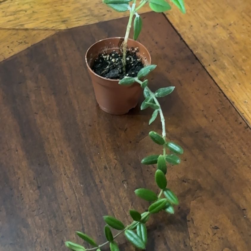 Photo of the plant species Hoya Bella by @TolerantRedwood named Bella on Greg, the plant care app
