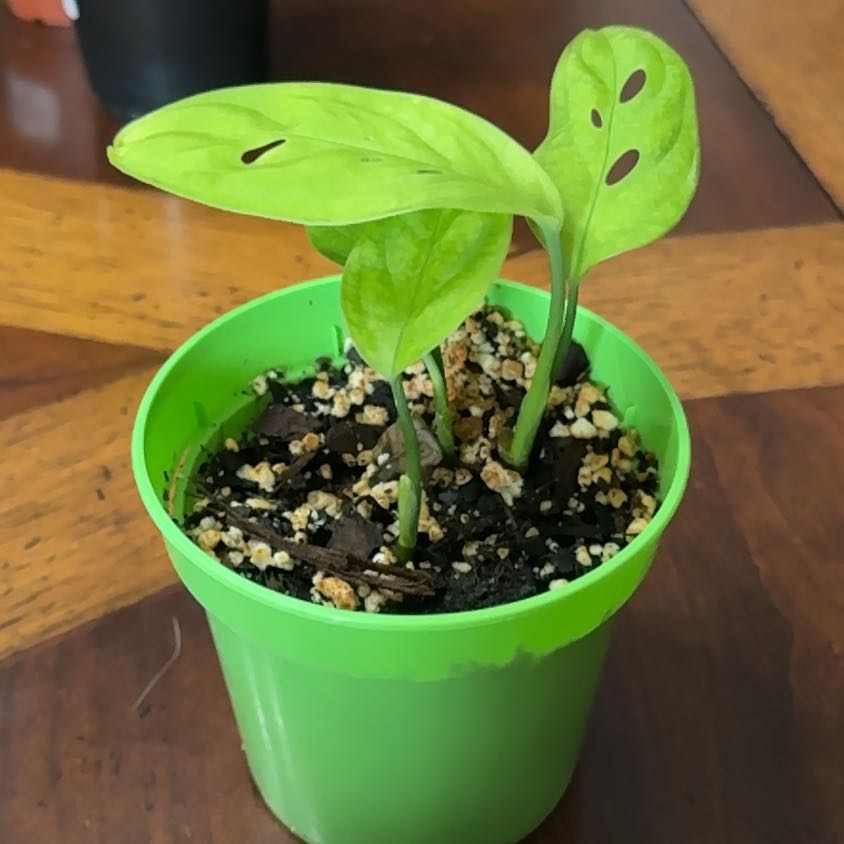 Photo of the plant species Monstera esqueleto by @TolerantRedwood named Hemingway on Greg, the plant care app