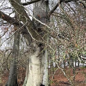 Photo of the plant species European Mistletoe by @FirstBushgrass named Sproutacus on Greg, the plant care app