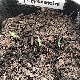 Photo of the plant species Italian Pepperoncini by @TimelyFirebush named Remington on Greg, the plant care app