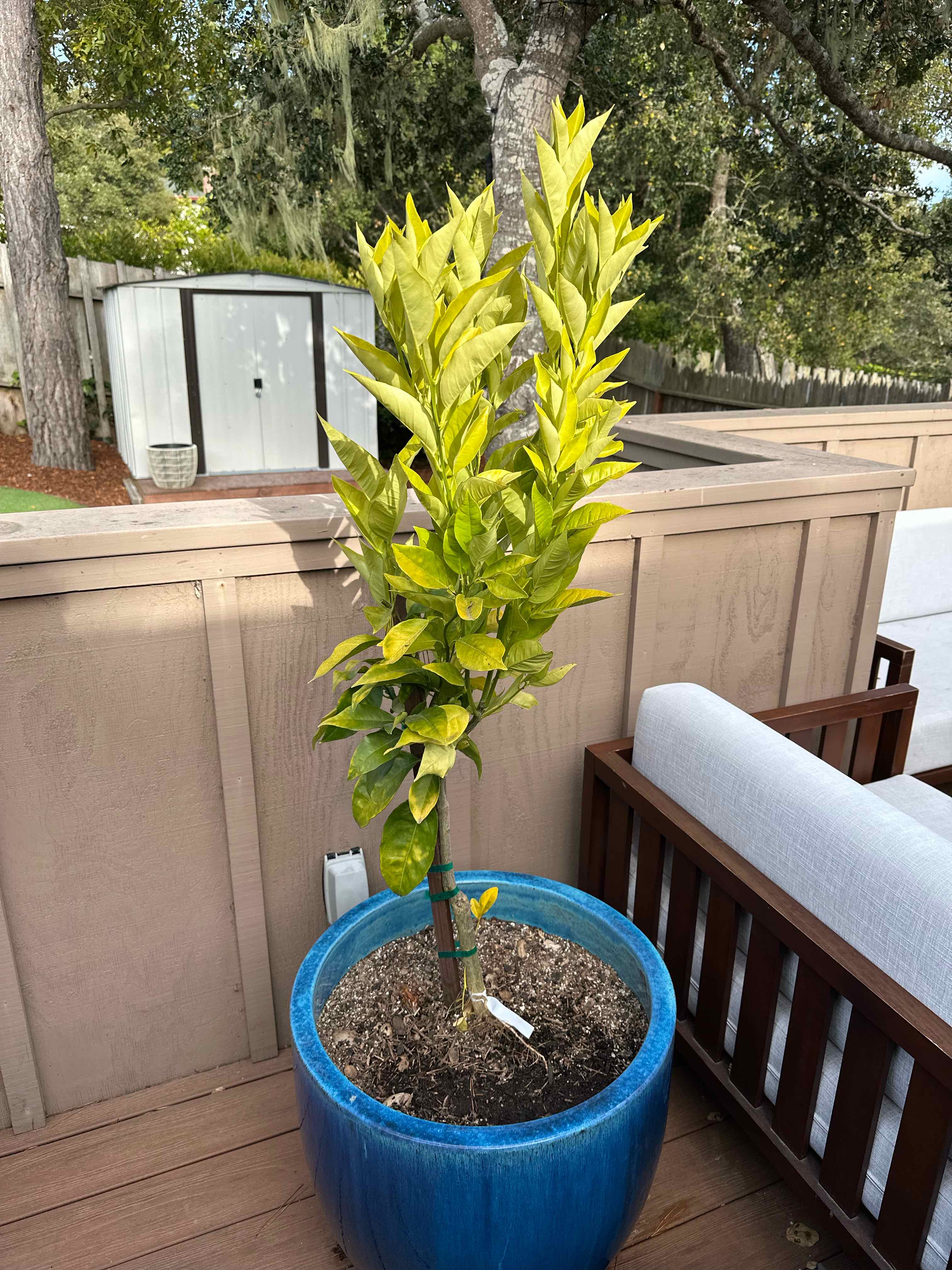 Photo of the plant species Valencia Orange by Ben named Beyonce on Greg, the plant care app