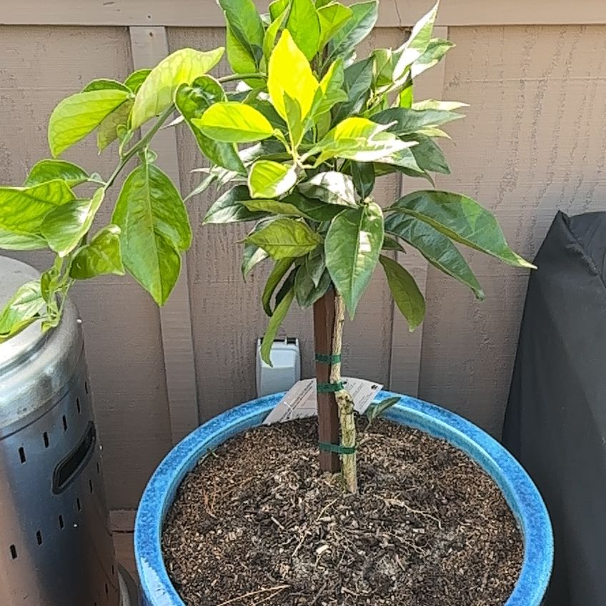 Photo of the plant species Valencia Orange by Ben named Beyonce on Greg, the plant care app