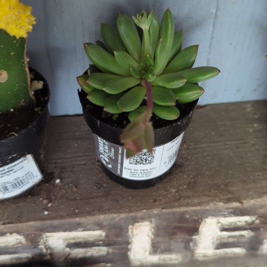 Photo of the plant species Pachyveria Spring Bouquet by @MiracleRedfir named #6 on Greg, the plant care app