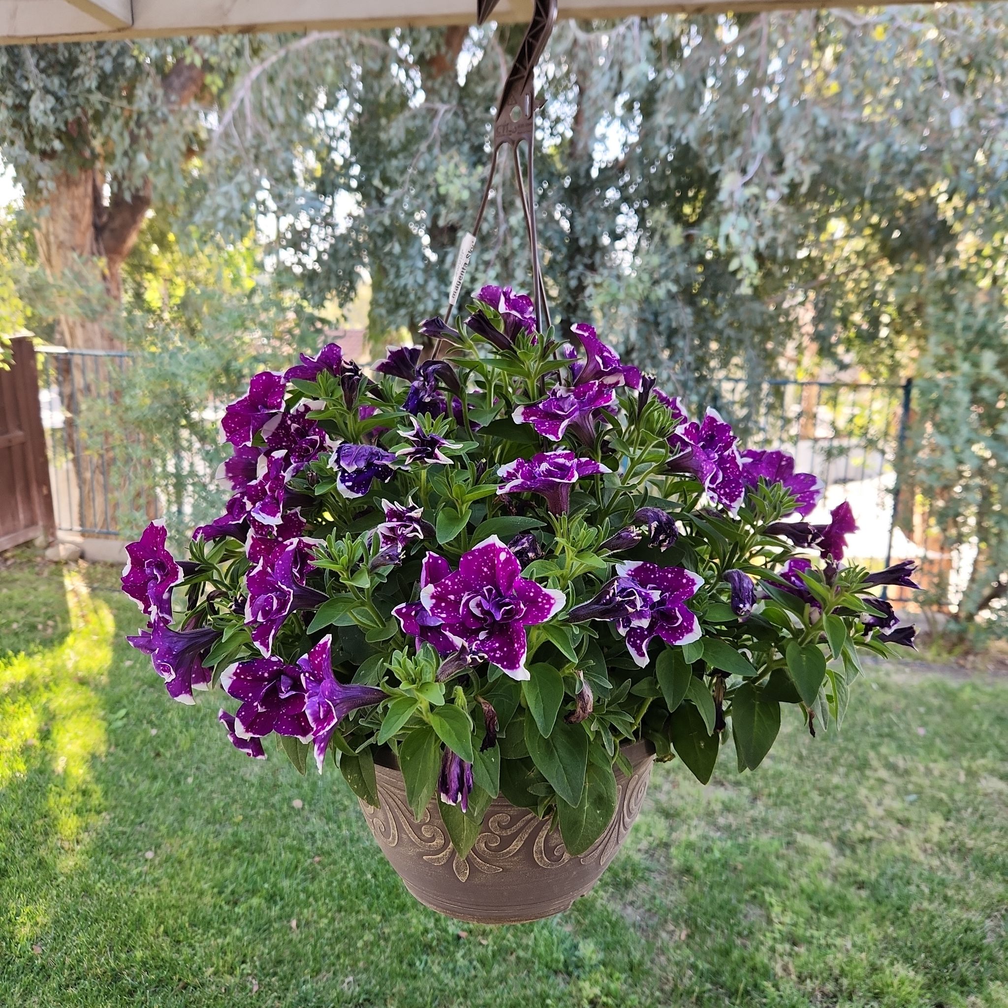 Photo of the plant species Sweet Sunshine Magenta Sky Petunia by @HoneyedPomelo named Magenta Sky on Greg, the plant care app