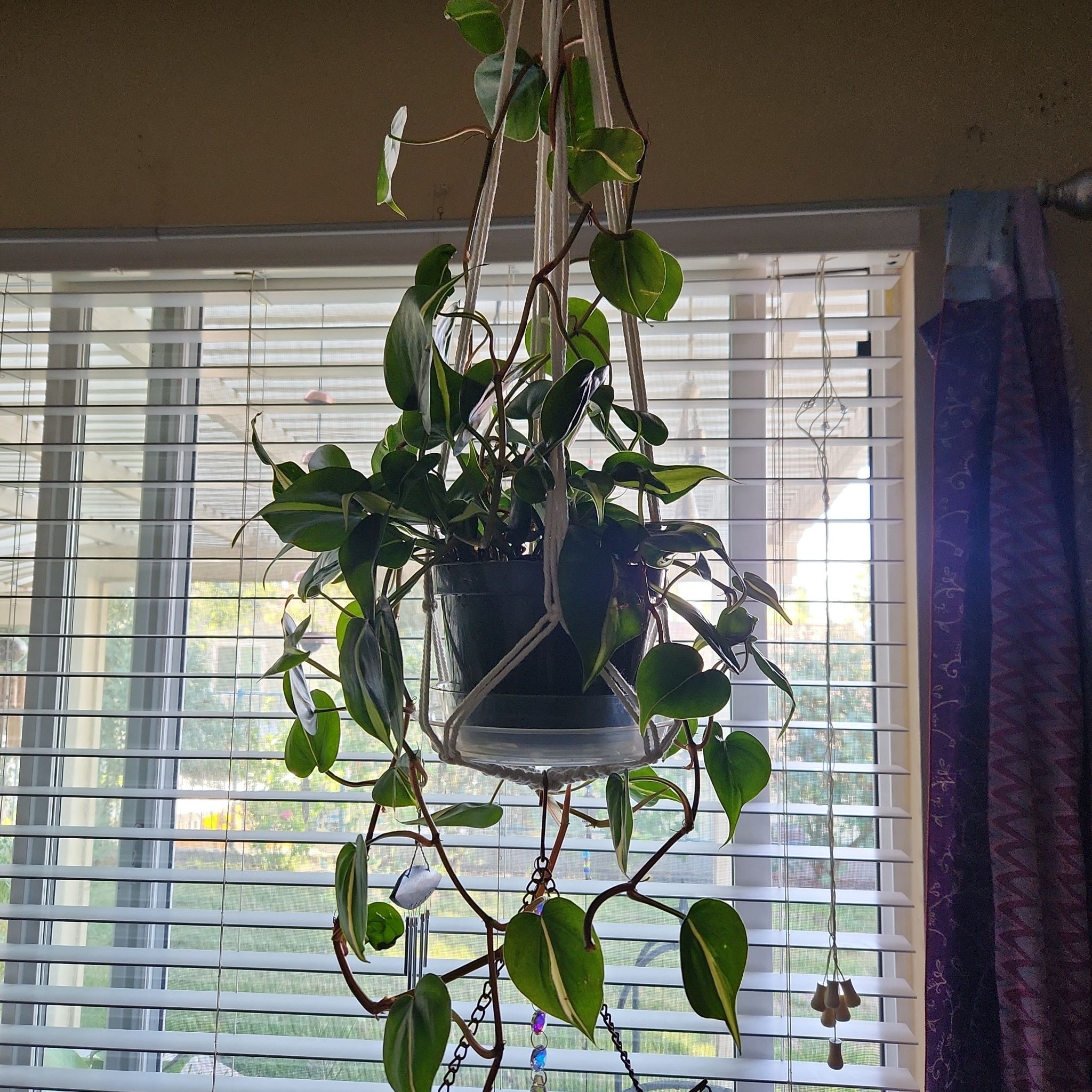 Photo of the plant species Silver Stripe Philodendron by @HoneyedPomelo named Silver on Greg, the plant care app