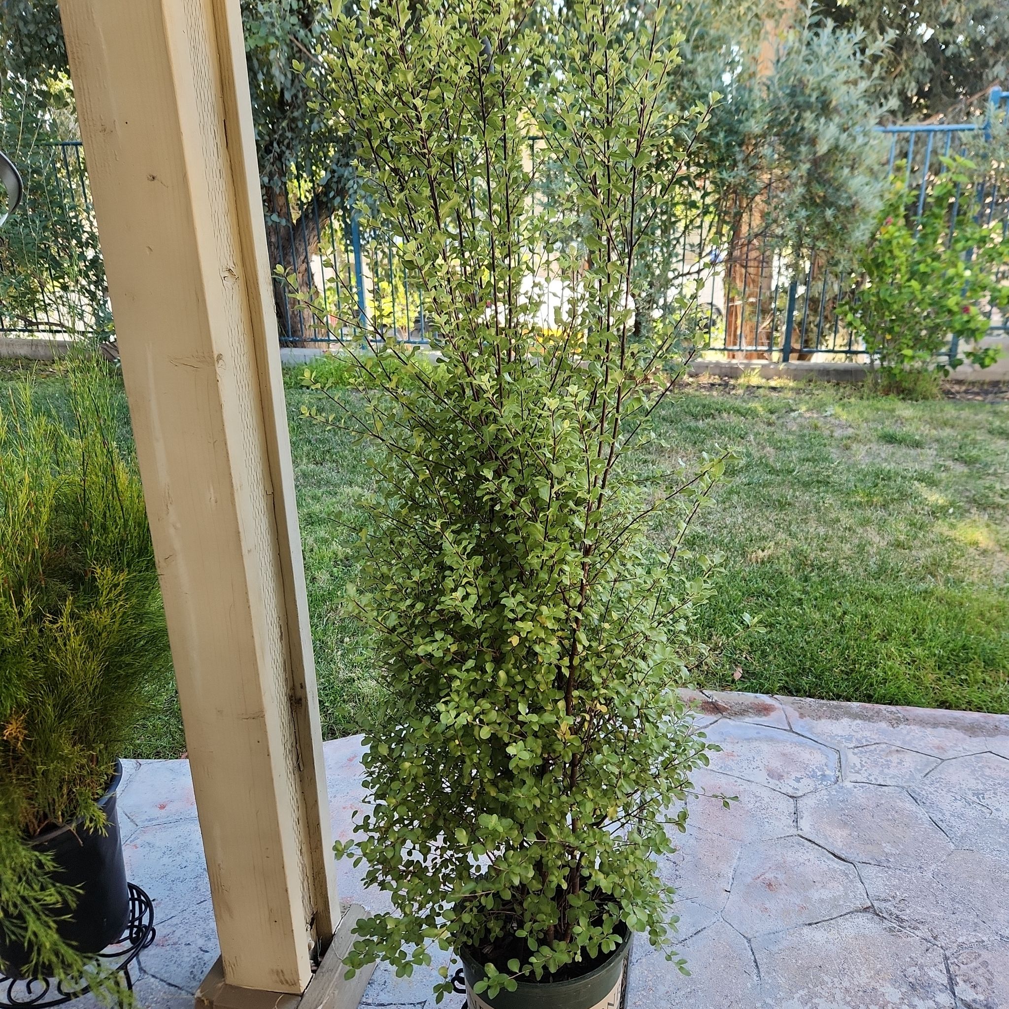 Photo of the plant species Pittosporum by @HoneyedPomelo named Pitt on Greg, the plant care app