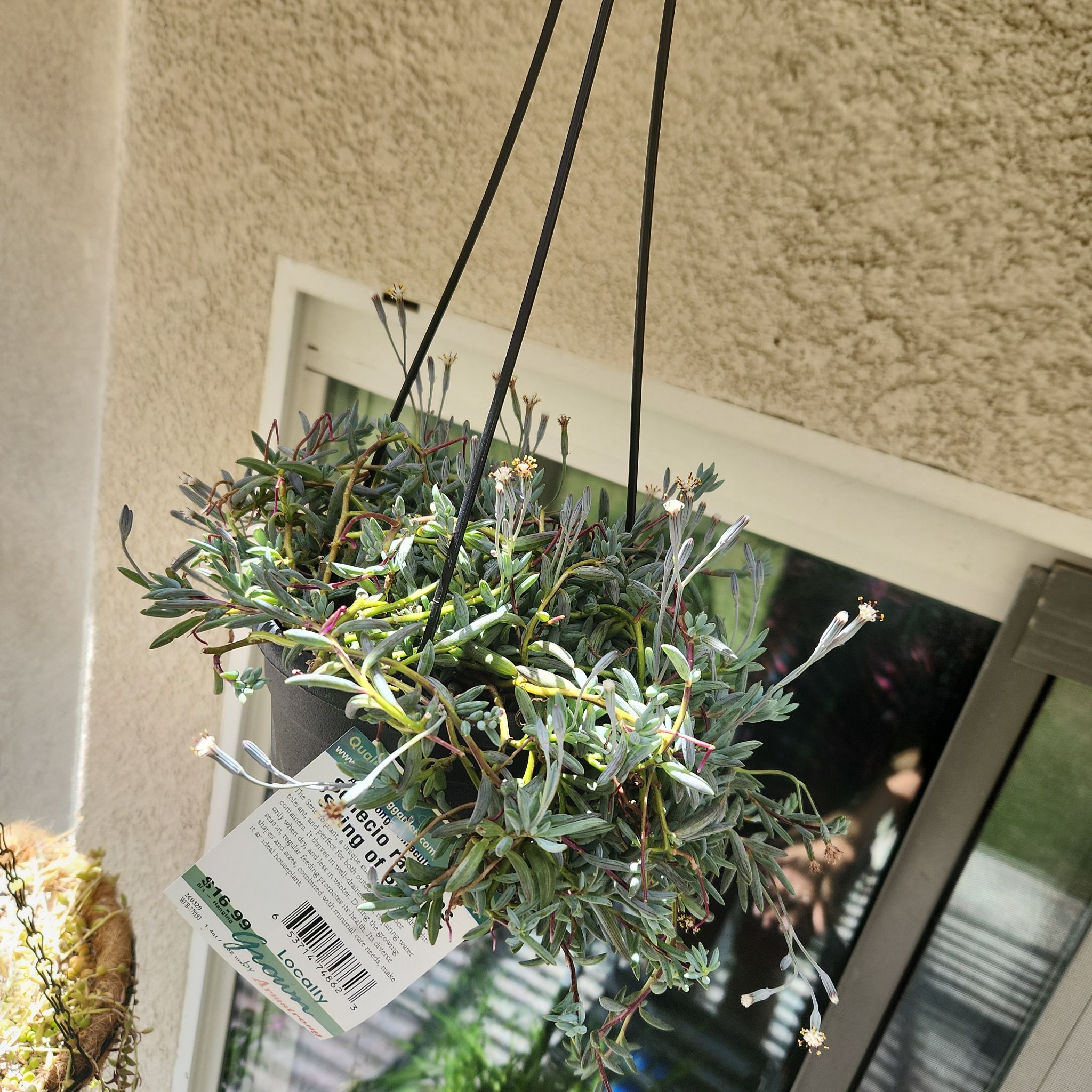 Photo of the plant species Fish Hook Senecio by @HoneyedPomelo named String of Blimps Senecio Radicans on Greg, the plant care app