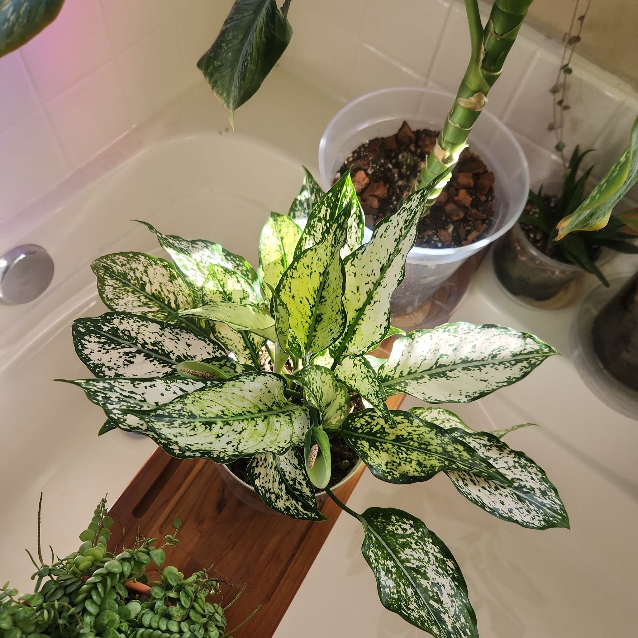 Photo of the plant species First Diamond Chinese Evergreen by @HoneyedPomelo named Diamond on Greg, the plant care app