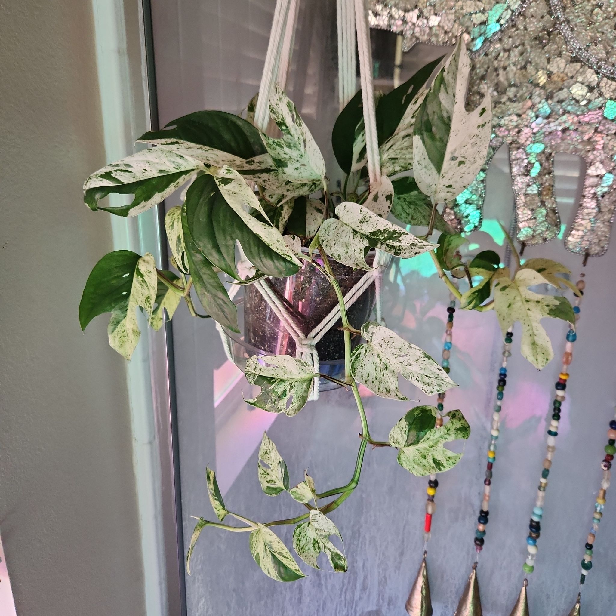 Photo of the plant species Pothos Glacier by @HoneyedPomelo named Glacier on Greg, the plant care app