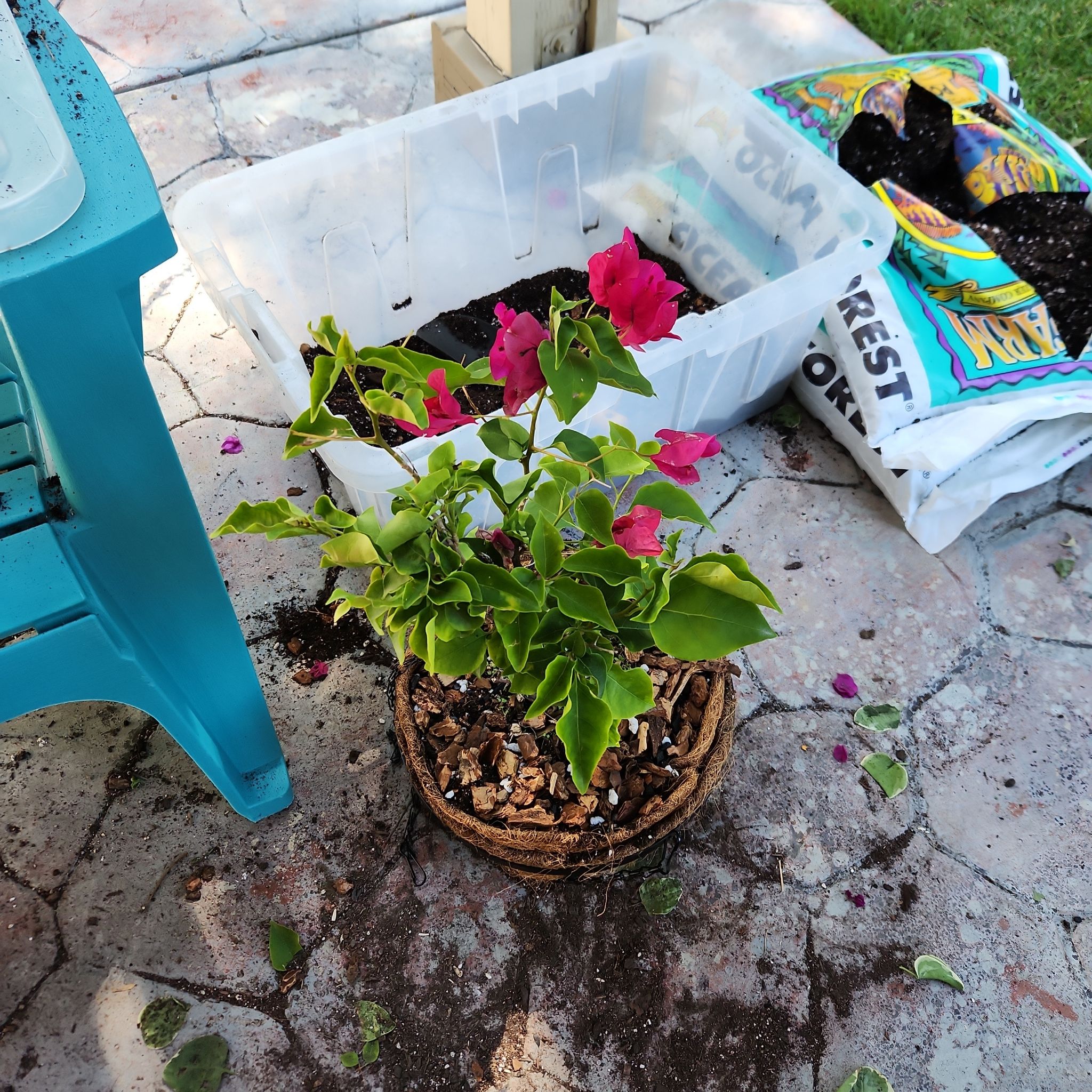 Photo of the plant species Barbara Karst Bougainvillea by @HoneyedPomelo named Barbara Karst on Greg, the plant care app