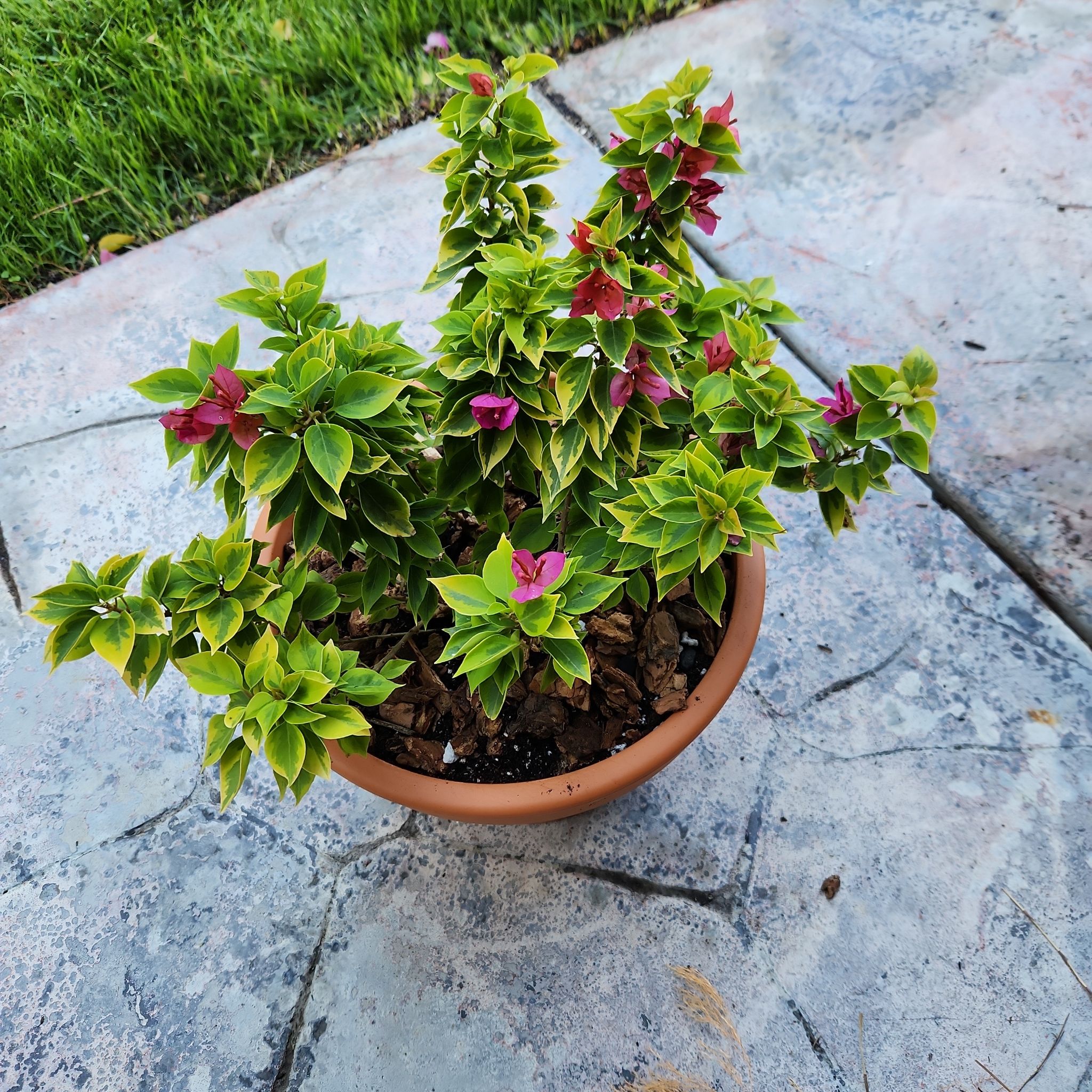 Photo of the plant species Bougainvillea Pixie Queen Dwarf by @HoneyedPomelo named Pixie Queen on Greg, the plant care app