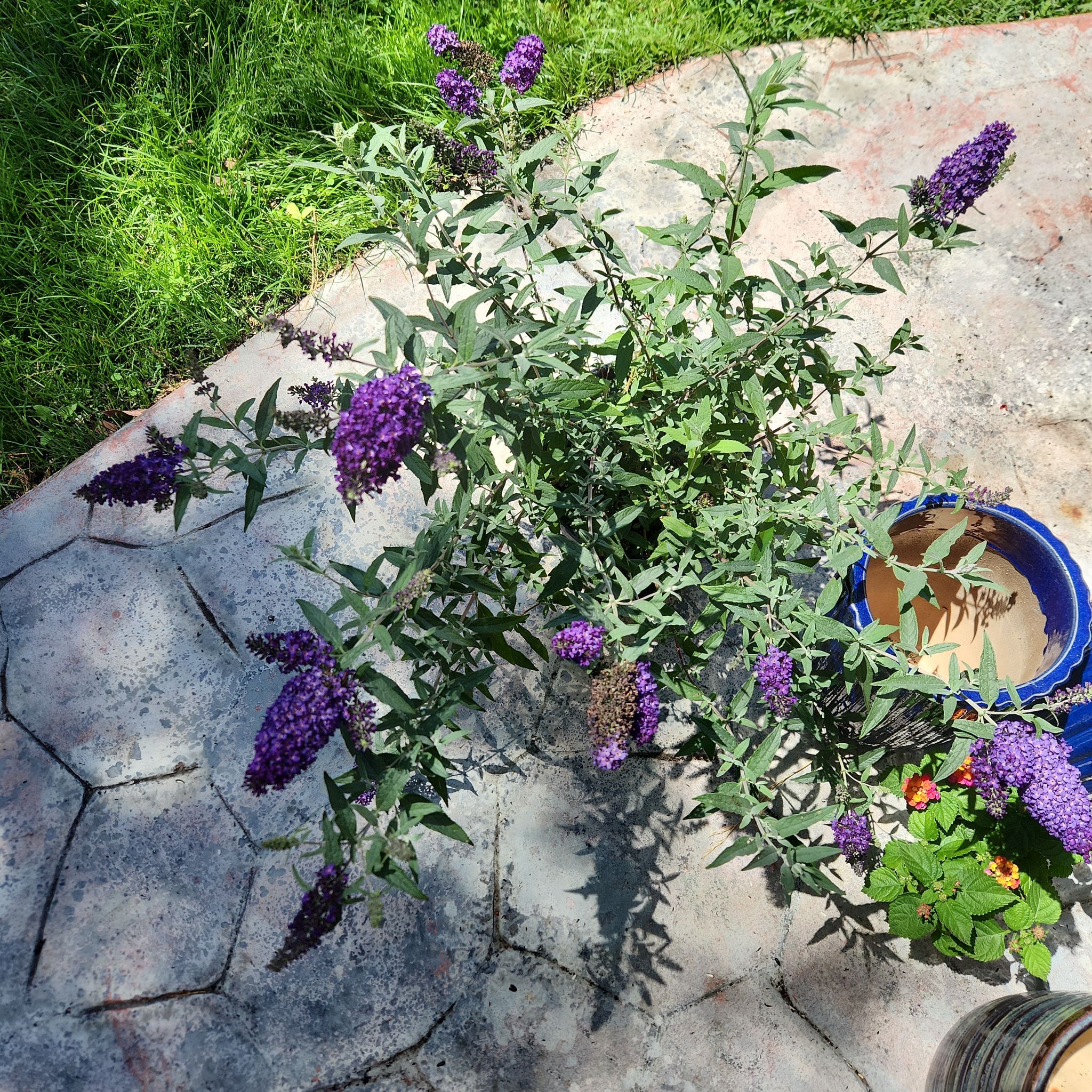 Photo of the plant species Buddleja 'Buzz Midnight' by @HoneyedPomelo named Midnight on Greg, the plant care app