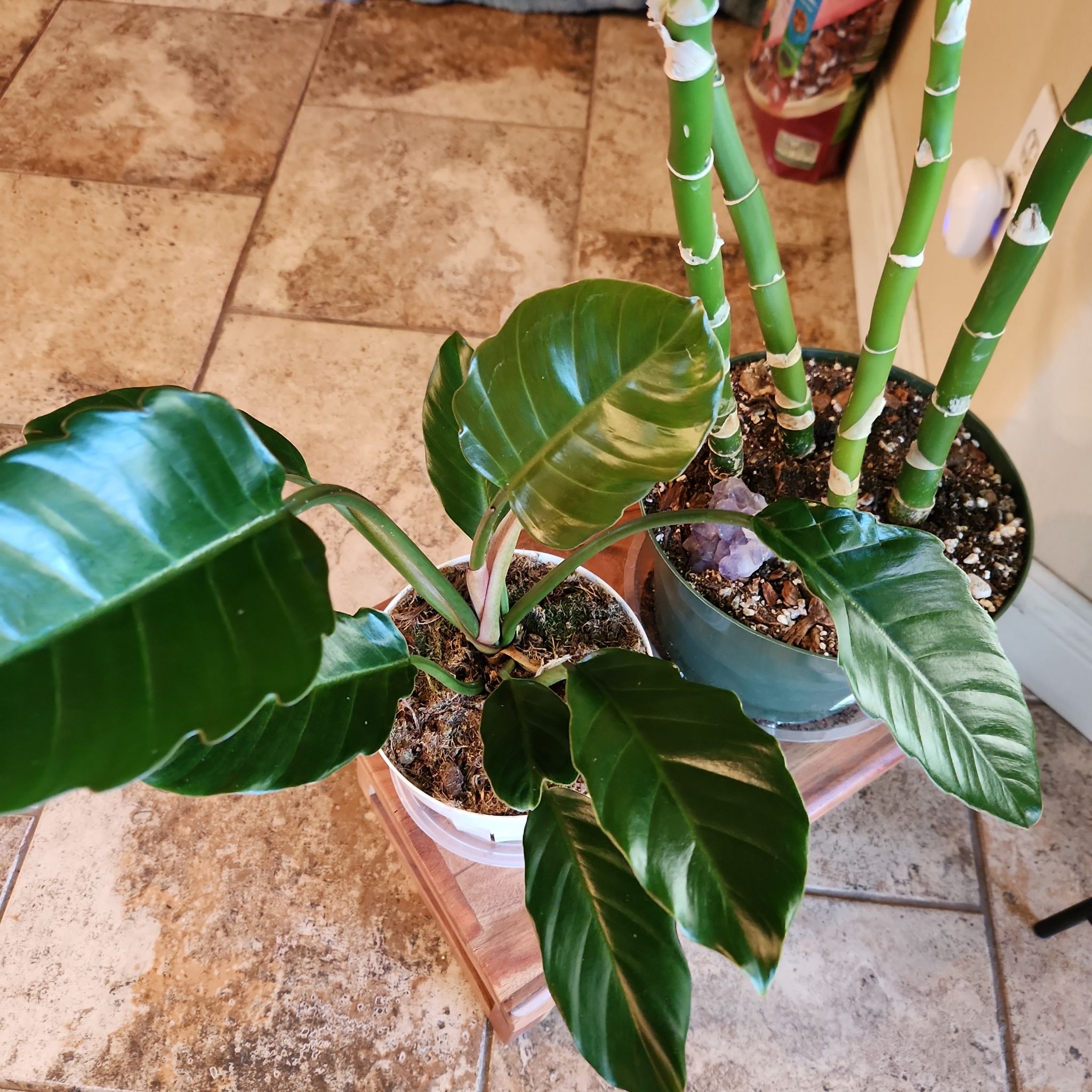Photo of the plant species Philodendron 'Caramel Pluto' by @HoneyedPomelo named Caramel Pluto on Greg, the plant care app
