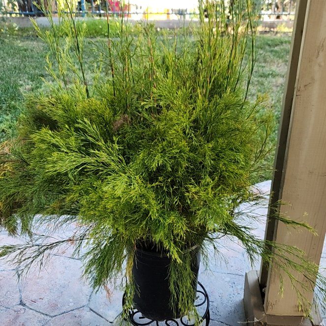 Photo of the plant species Firecracker Plant by @HoneyedPomelo named Calopsis paniculata on Greg, the plant care app