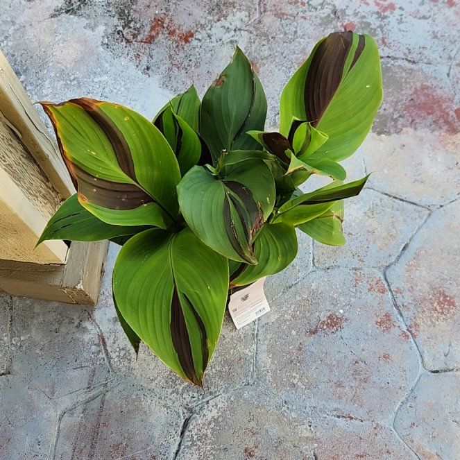Photo of the plant species Canna Cleopatra by @HoneyedPomelo named Miss Cleo on Greg, the plant care app