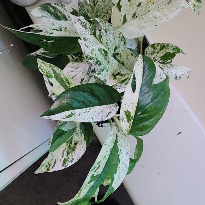 Photo of the plant species Pothos Glacier by @HoneyedPomelo named Glacier on Greg, the plant care app