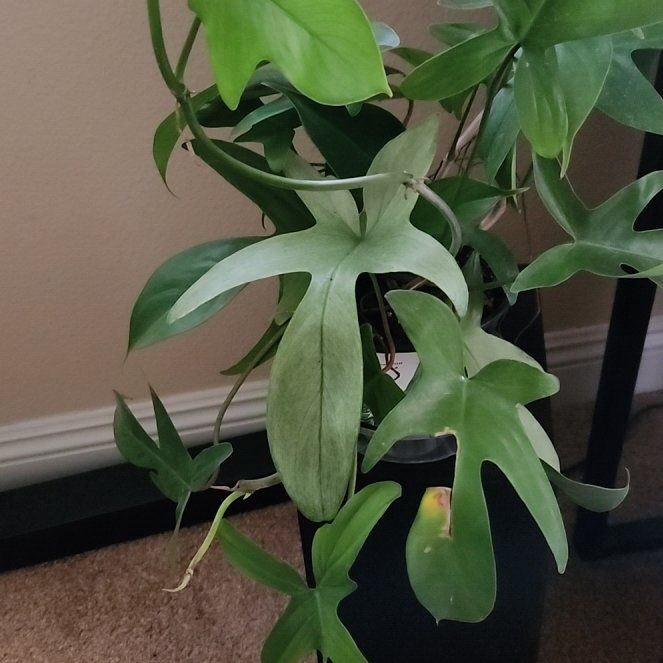 Photo of the plant species Florida green by @HoneyedPomelo named Florida Phil on Greg, the plant care app