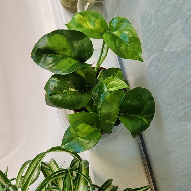 Photo of the plant species Global Green Pothos by @HoneyedPomelo named Harlem on Greg, the plant care app