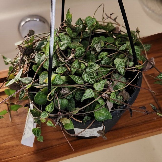 Photo of the plant species String Of Arrows by @HoneyedPomelo named Bow on Greg, the plant care app