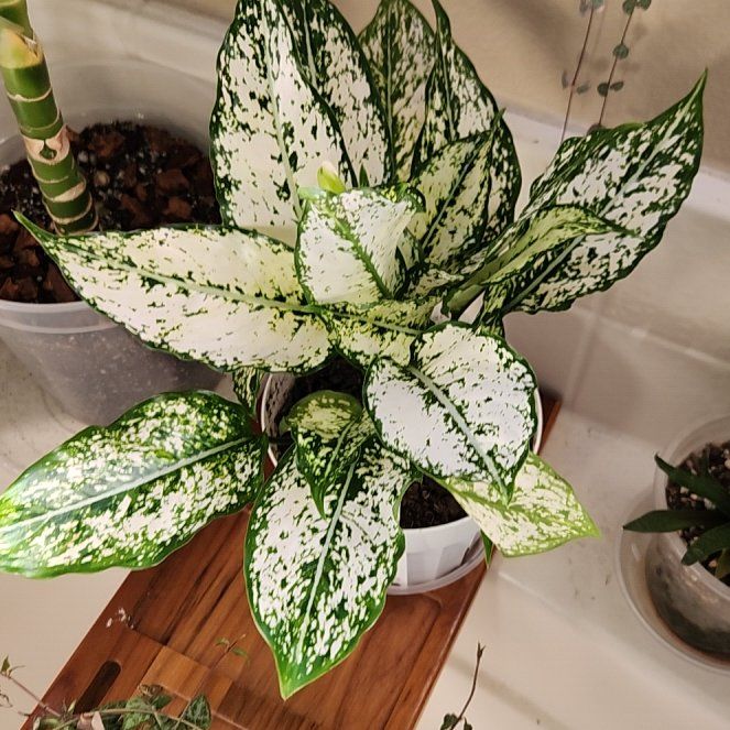 Photo of the plant species First Diamond Chinese Evergreen by @HoneyedPomelo named Diamond on Greg, the plant care app