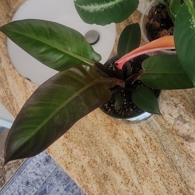 Photo of the plant species Philodendron Red Sun by @HoneyedPomelo named Rojo on Greg, the plant care app