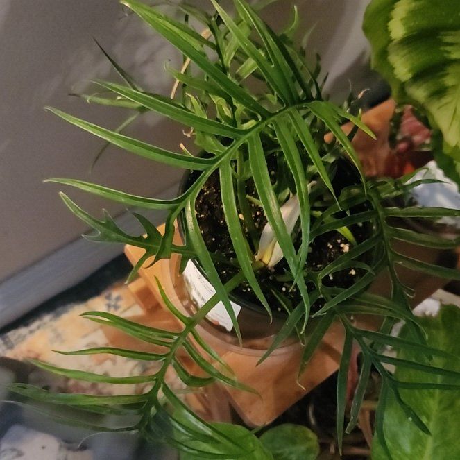 Photo of the plant species Philodendron tortum by @HoneyedPomelo named Dolores on Greg, the plant care app
