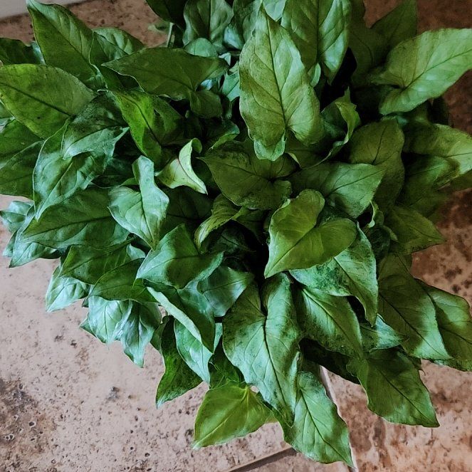 Photo of the plant species Berry Allusion Syngonium by @HoneyedPomelo named Berry on Greg, the plant care app
