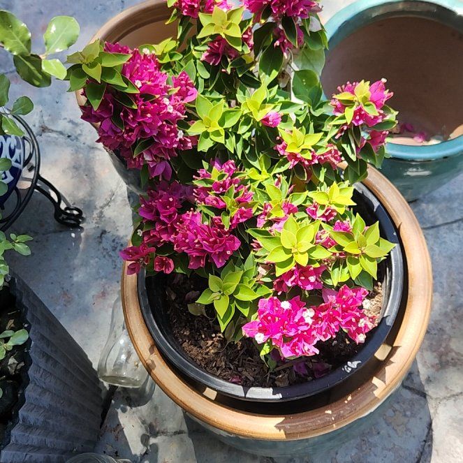 Photo of the plant species Torch Glow Bougainvillea by @HoneyedPomelo named Torch Glow on Greg, the plant care app