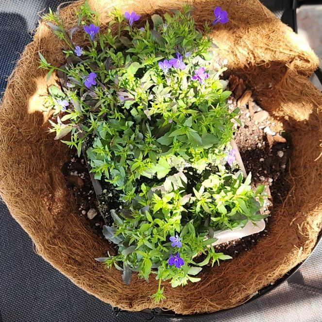 Photo of the plant species Edging Lobelia by @HoneyedPomelo named Lobelia on Greg, the plant care app