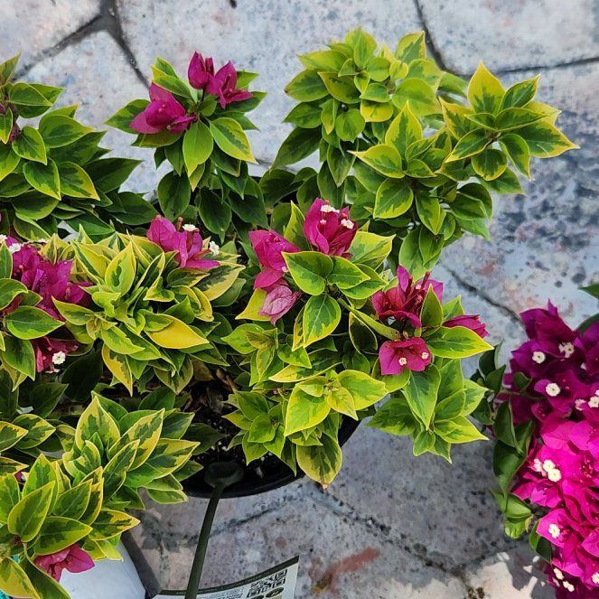 Photo of the plant species Bougainvillea Pixie Queen Dwarf by @HoneyedPomelo named Pixie on Greg, the plant care app